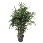 Tall potted indoor plant with multiple slender, glossy green leaves in a black pot.