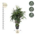 Indoor potted plant with a vertical height scale showing 220–240 cm and a 40 cm pot diameter, plus care icons for half-shade, shade, and weekly watering.