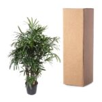 Potted indoor plant with green leaves beside a tall brown cardboard box on a white background.