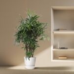 Indoor potted plant with glossy green leaves in a white pot, next to a beige wall and built-in shelf with a laptop and books.