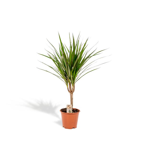 Potted plant with long, spiky green leaves in a terracotta pot, small label visible in soil.