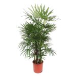 Tall potted palm with multiple slender trunks and long narrow green fronds in a red terracotta pot.