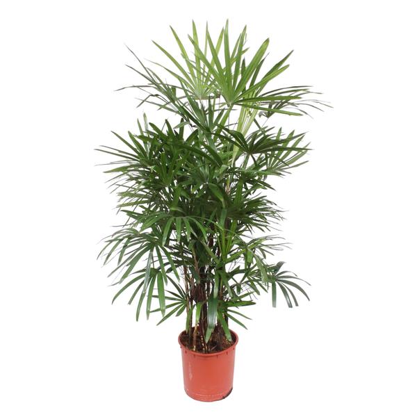 Tall potted palm with multiple slender trunks and long narrow green fronds in a red terracotta pot.
