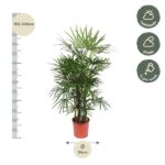 Tall potted palm with a height scale showing 180–200 cm and a bottom diameter of 34 cm; care icons indicate half shade, shade, and weekly watering.