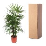 Tall potted palm plant in a terracotta pot next to a tall cardboard shipping box
