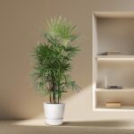 Tall indoor plant in a white pot beside a built-in wall shelf with a laptop and books on beige walls and floor.