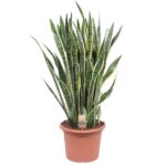 Snake plant (Sansevieria) with tall variegated leaves in a terracotta pot labeled with a small plant tag.