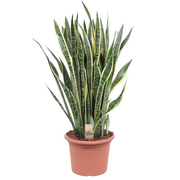 Snake plant (Sansevieria) with tall variegated leaves in a terracotta pot labeled with a small plant tag.