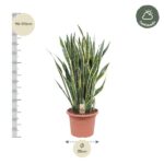 Snake plant in a terracotta pot with a height scale showing 90–110 cm and a 35 cm diameter; Halfshade logo in the top-right corner.