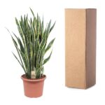 Snake plant in a terracotta pot beside a tall cardboard box.