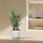 Snake plant in a white ribbed pot on a beige counter beside a built-in shelf with a laptop