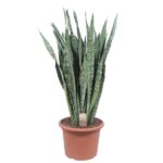 Snake plant (Sansevieria) in a terracotta pot with soil and a small tag in front of the leaves.
