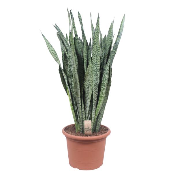Snake plant (Sansevieria) in a terracotta pot with soil and a small tag in front of the leaves.