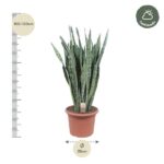 Tall snake plant in a terracotta pot with height marked 100–120 cm and width 35 cm on a measurement scale; Halfshade logo in corner.