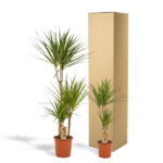 Two potted yucca plants next to a tall cardboard shipping box.