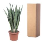 Snake plant in a terracotta pot beside a tall brown cardboard shipping box.