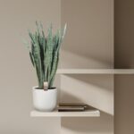 Snake plant in a white ribbed pot on a beige wall shelf, with a small stack of books beside it.