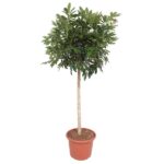 Tall potted tree with a slender trunk and dense green foliage in a terracotta pot.