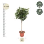 Tall potted tree with dense green foliage, height 180–200 cm and canopy diameter 45 cm.