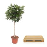 Tall potted indoor tree with a green leafy canopy next to a wooden pallet on a white background.