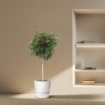 Potted indoor tree in a white pot beside a built‑in wall shelf with a laptop and books on the shelves.