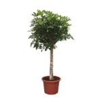 Potted indoor tree with a tall trunk and dense green foliage in a terracotta pot executed against a white background.