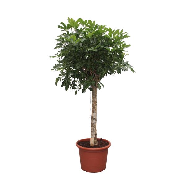 Potted indoor tree with a tall trunk and dense green foliage in a terracotta pot executed against a white background.