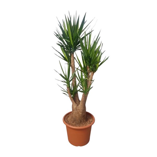 Potted yucca plant with multiple trunks and long, spiky green leaves in a terracotta pot