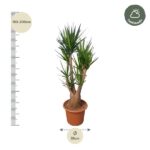 Yucca plant in a terracotta pot, about 180–200 cm tall with a 55 cm pot diameter; measurement scales shown on the left and a Halfshade logo top-right.