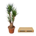 Yucca plant in a terracotta pot next to a light wooden pallet.