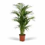 Tall potted palm plant with long green fronds in a terracotta pot against a white background.
