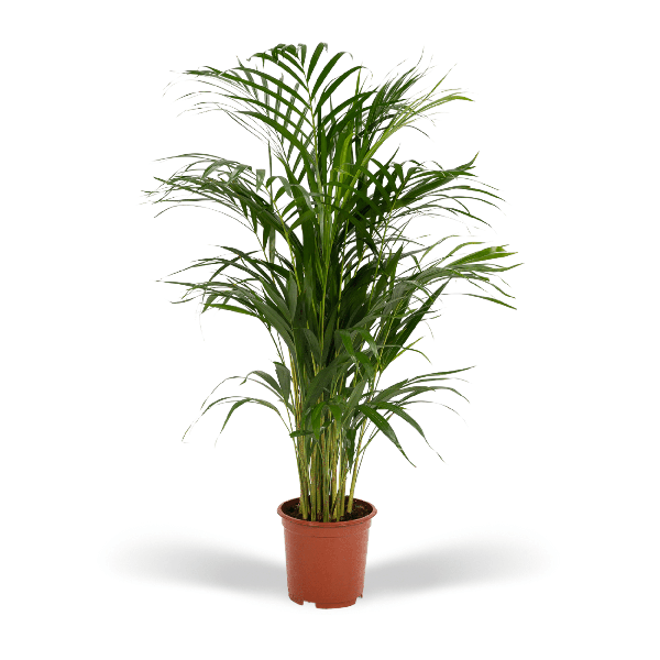 Tall potted palm plant with long green fronds in a terracotta pot against a white background.