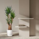 Tall potted plant beside beige wall with two white floating shelves holding a few books in a minimalist interior.