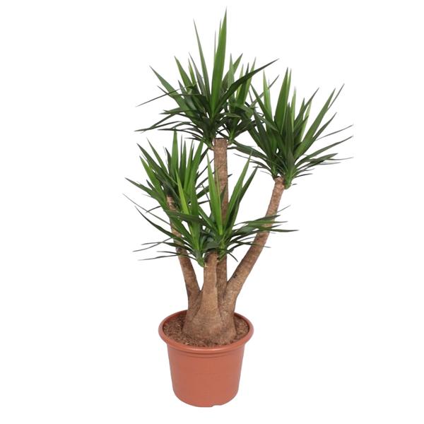 Potted dracaena plant with multiple brown trunks and spiky green leaves in a terracotta pot