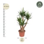 Dracaena plant in a terracotta pot with a height scale on the left and a 45 cm diameter label below.