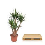 Potted indoor plant with woody stems and spiky green leaves beside a wooden pallet on a white background.
