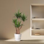Potted indoor plant with multiple brown trunks and long green leaves sits on a beige floor beside a built-in shelf with a laptop and books.