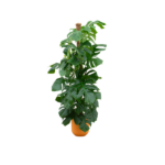 Tall houseplant with large green leaves in a terracotta-orange pot; resembles a monstera philodendron.