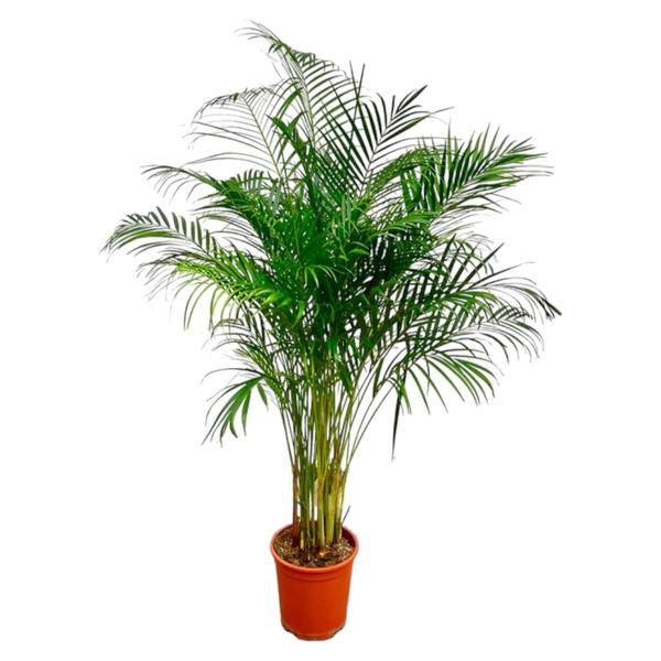 Tall indoor palm plant with feathery green fronds in a terracotta pot. Remember: indoor plant with a red-orange pot? Actually terracotta pot.