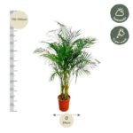 Tall palm plant in an orange pot with a vertical measuring scale on the left; shows 170–190 cm height and 24 cm pot diameter; care icons indicate half shade and weekly watering.