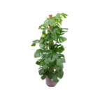 Tall indoor houseplant with large glossy green leaves in a pastel purple pot, supported by a stake