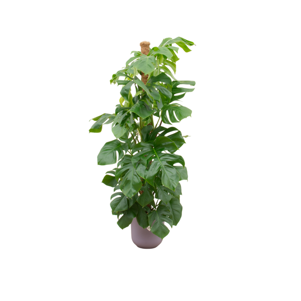 Tall indoor houseplant with large glossy green leaves in a pastel purple pot, supported by a stake