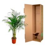 Potted palm plant beside an open tall cardboard shipping box on a white background.