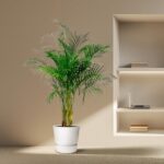 Indoor potted palm plant in a white container beside a recessed wall shelf with a laptop and books on it.