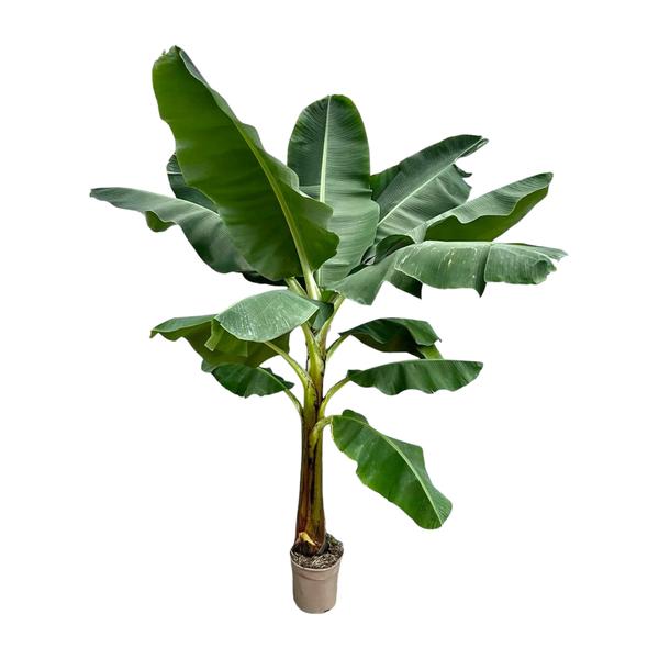 Banana plant in a brown pot with large green leaves.