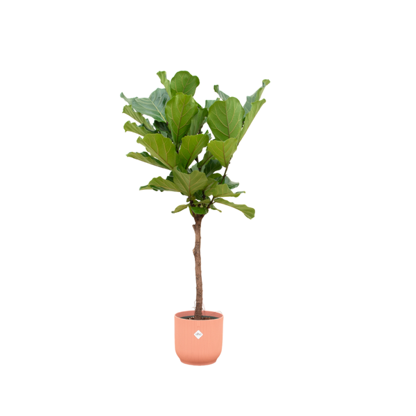 Small potted plant with a single brown trunk and large green leaves in a coral-orange pot.