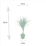 Potted plant with a tall, spiky top; overall height 60 cm, plant width 20 cm and pot width 14 cm (dimensions shown).