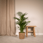 Indoor potted palm in a woven basket next to a wooden stool against a beige wall and curtain edge.