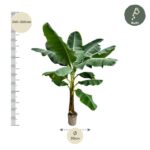 Banana plant in a pot with size guides: left height ruler showing 240–260 cm and bottom 30 cm width marker.