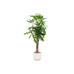 Braided-money-tree houseplant in a white ceramic pot.